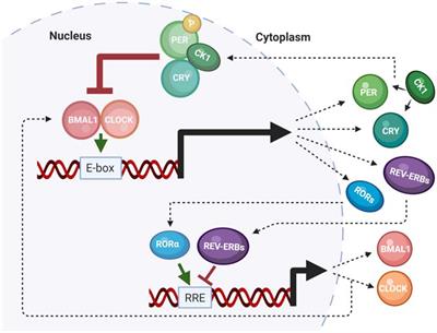 The Molecular Clock and Neurodegenerative Disease: A Stressful Time